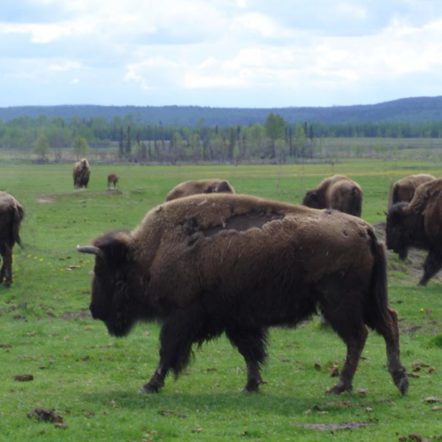 This was a likely scene around Victoria, British Columbia for a 300 year period between 11,700 and 10,900 years ago when an open parkland environment provided habitat for herds of bison. A subsequent cold period saw their disappearance from Vancouver Island.Grant Keddie photo.