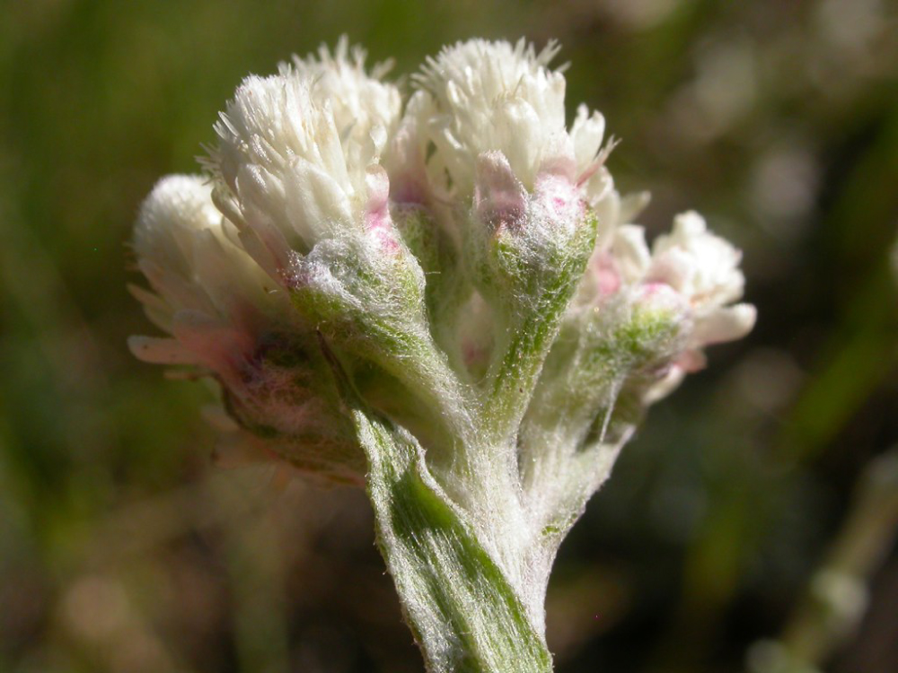 antennariamicrophylla