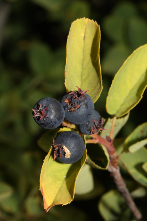 web_Amelanchier_alnifolia_2802