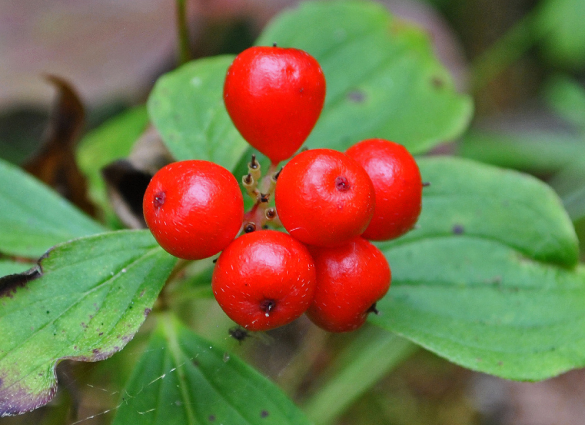 web_Ccanadensis